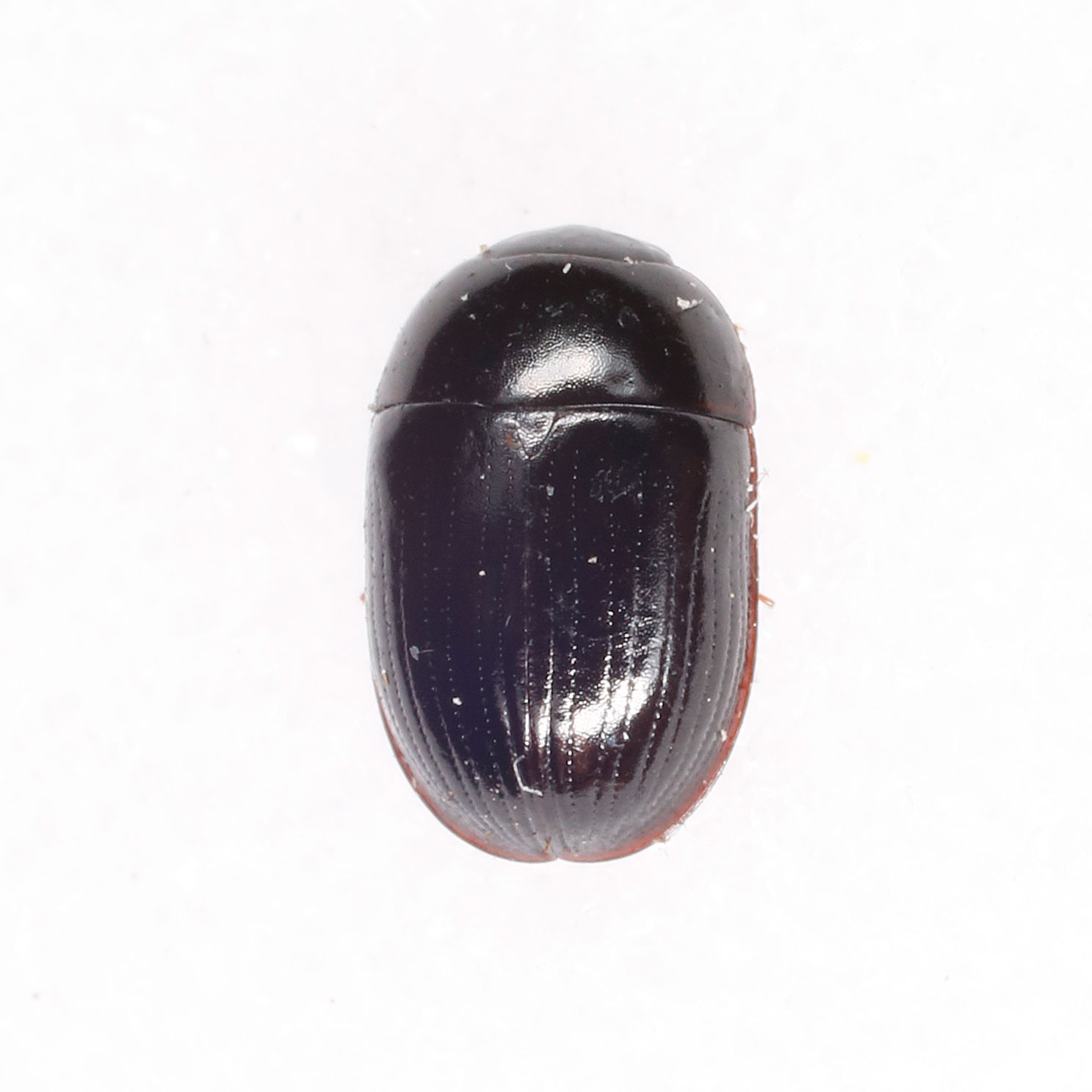 Hydrophilidae: Dactylosternum abdominale?